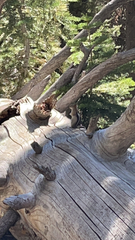 Callospermophilus lateralis