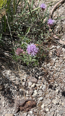 Monardella odoratissima