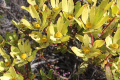 Leucadendron gandogeri
