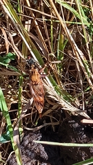 Asilus crabroniformis