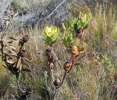Leucadendron gandogeri