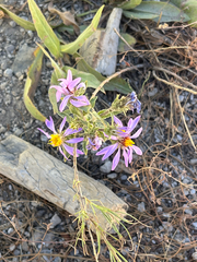 Dieteria canescens