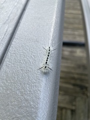 Lophocampa caryae