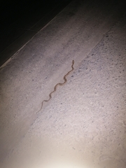 Pituophis catenifer