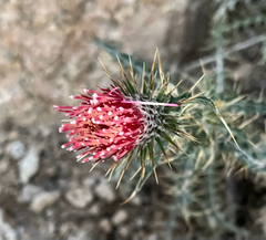 Cirsium arizonicum