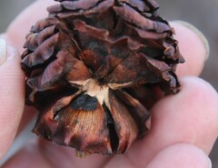 Leucadendron gandogeri