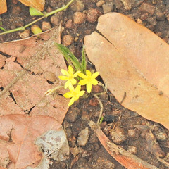 Curculigo orchioides