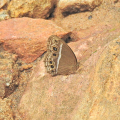 Mycalesis mineus