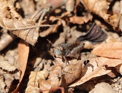 Calliptamus italicus