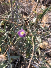Barleria lancifolia