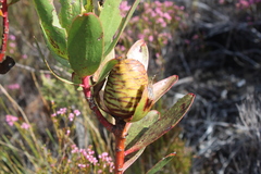 Leucadendron gandogeri
