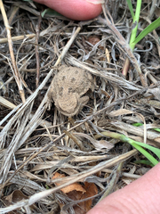 Phrynosoma hernandesi