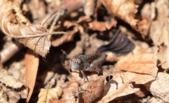 Calliptamus italicus