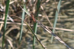 Sympetrum vulgatum
