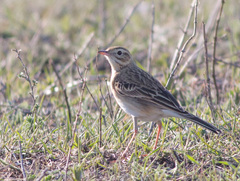 Anthus campestris