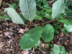 Ulmus glabra