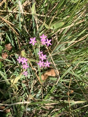 Gentianaceae
