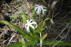Crinum americanum