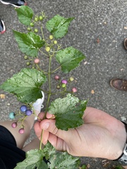 Ampelopsis