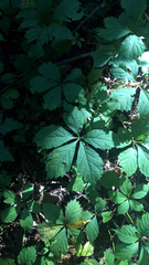 Parthenocissus inserta