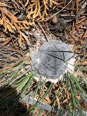 Didymium mucilago