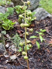 Pyrola