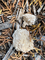 Didymium mucilago