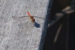 Sympetrum striolatum