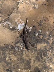 Sceloporus graciosus