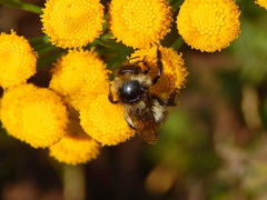 Bombus sichelii