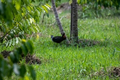 Amaurornis phoenicurus