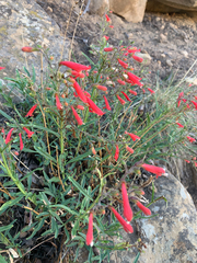 Penstemon