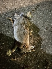 Oryctolagus cuniculus