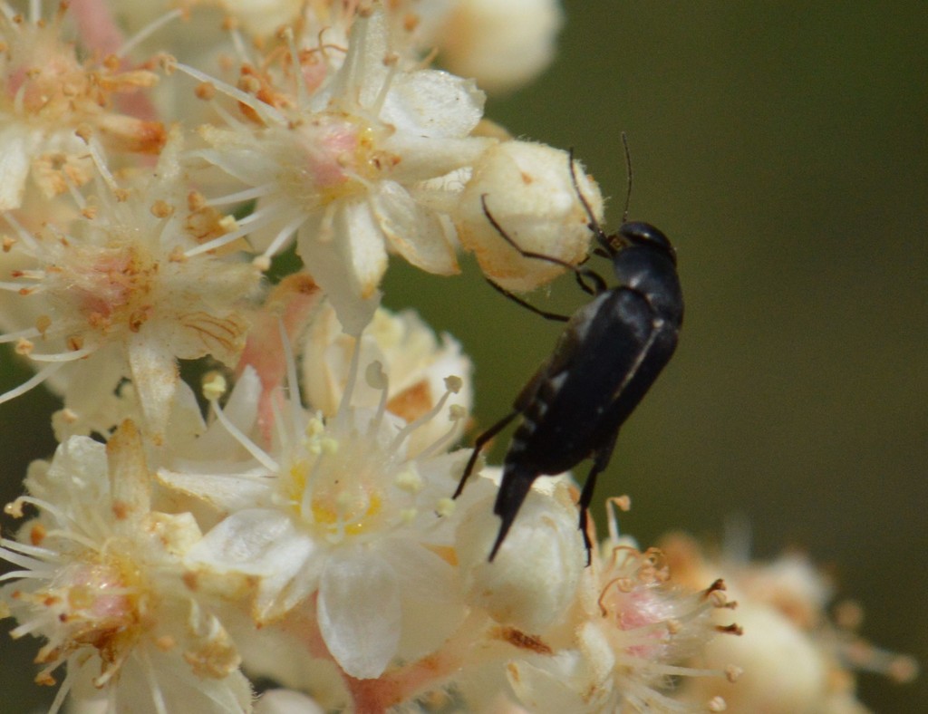 Mordella albosuturalis