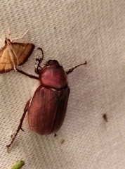 Scarabaeidae