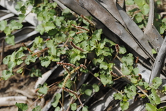 Acalypha microphylla