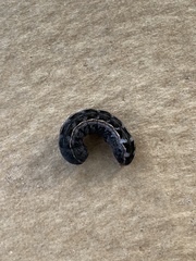 Spodoptera latifascia