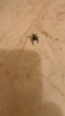 Salticidae