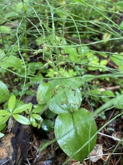 Neottia convallarioides