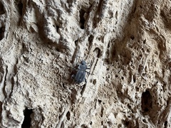 Tenebrionoidea