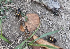 Nicrophorus
