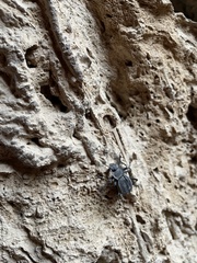 Tenebrionoidea