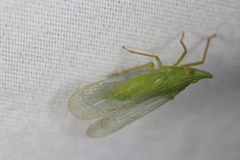 Rhynchomitra microrhina