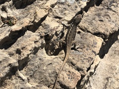 Sceloporus graciosus