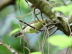 Leptocoma brasiliana