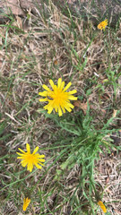 Scorzoneroides autumnalis