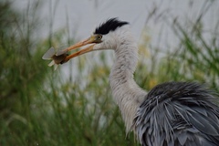 Ardea cinerea cinerea