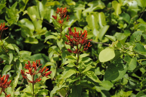 Balletilla (Hamelia patens)