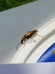 Chauliognathus pensylvanicus