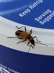 Chauliognathus pensylvanicus